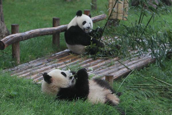 Qimiao (L) and Shuxiang, selected as gifts for the Macao special administrative region eat banboo at the Chengdu Giant Panda Breeding and Research Base, in Chengdu May 31, 2010. A pair of giant pandas has been selected as gift for the Macao Special Administration Region, the State Forestry Administration announced Saturday in Chengdu. [Xinhua] 