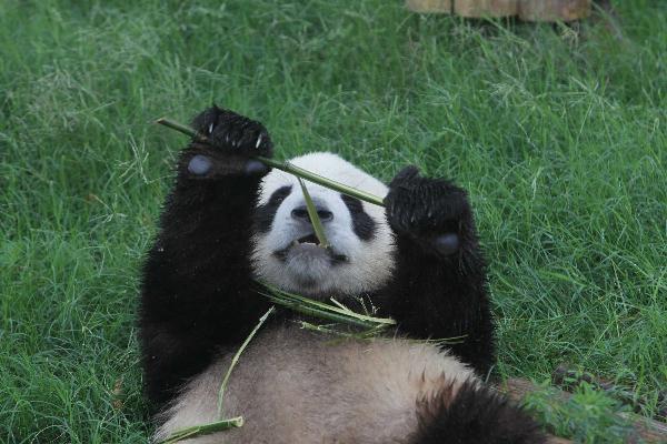 Shuxiang, selected as gift for the Macao special administrative region eats bamboo at the Chengdu Giant Panda Breeding and Research Base, in Chengdu May 31, 2010. A pair of giant pandas has been selected as gift for the Macao Special Administration Region, the State Forestry Administration announced Saturday in Chengdu. [Xinhua] 