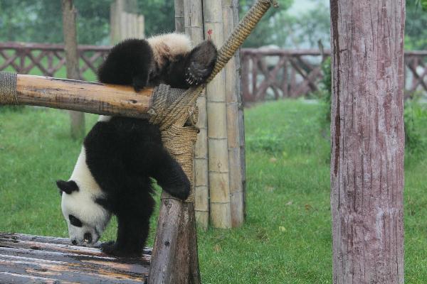 Qimiao, selected as gift for the Macao special administrative region plays at the Chengdu Giant Panda Breeding and Research Base, in Chengdu May 31, 2010. A pair of giant pandas has been selected as gift for the Macao Special Administration Region, the State Forestry Administration announced Saturday in Chengdu. [Xinhua]