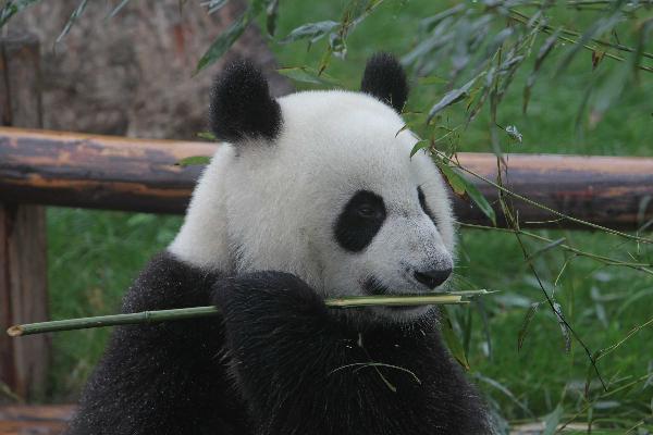 Shuxiang, selected as gift for the Macao special administrative region eats bamboo at the Chengdu Giant Panda Breeding and Research Base, in Chengdu May 31, 2010. A pair of giant pandas has been selected as gift for the Macao Special Administration Region, the State Forestry Administration announced Saturday in Chengdu. [Xinhua] 