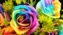 What multi-colored roses mean? You say