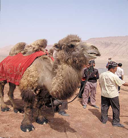 A camel and Flaming Mountain in Turpan. Photo: Peter C. Espina
