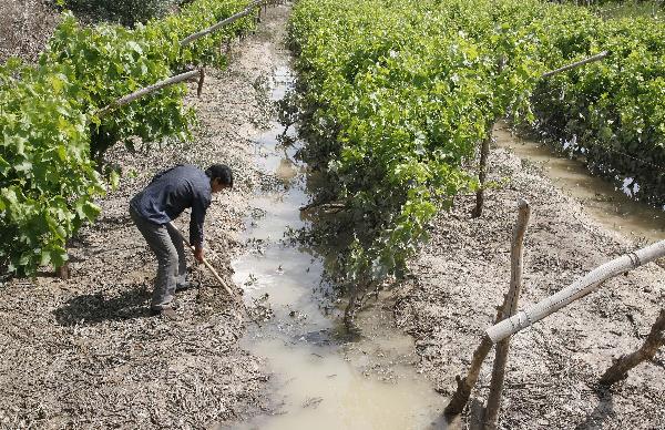A farmer clears silt in the flooded grape fields in Hami City, northwest China's Xinjiang Uygur Autonomous Region, June 1, 2010. With the rapid rise of temperature, snowmelt flood hit some parts of Hami recently. 
