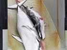 Australia files whaling lawsuit against Japan