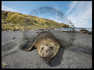 Elephant Seal Pups. Photograph by Paul Nicklen [Photo Source: news.cn]