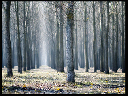 Forest, Serbia. Photograph by Misko Kordic [Photo Source: news.cn]