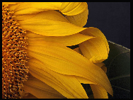 Sunflower. Photograph by Christopher Zimmer [Photo Source: news.cn]