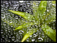 Dew on a Spider Web. Photograph by Erika Skogg [Photo Source: news.cn]