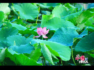 South Putuo Temple is situated at the foot of Wulao Peak at the southern end of Xiamen City, Fujian Province. At the beginning of June, beautiful lotuses are in full bloom at the temple, which attract many visitors. [Photo by Zhou Yunjie]