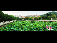 South Putuo Temple is situated at the foot of Wulao Peak at the southern end of Xiamen City, Fujian Province. At the beginning of June, beautiful lotuses are in full bloom at the temple, which attract many visitors. [Photo by Zhou Yunjie]
