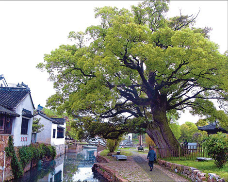 A 1,200-year-old camphor tree at the entrance of the Bright Moon Bay, an ancient village on Taihu Lake, East China's Jiangsu province. Photos by Ye Jun / China Daily 