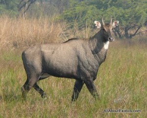 Blue bull, the largest of Asian antelopes, lives in the area of India, Nepal and Pakistan. [File Photo]