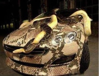 Car covered with snakes. [CRI Online]