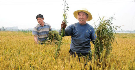 Farmers undertake deweeding operations at a wheat field in Nanyang, Henan province.[China Daily]
