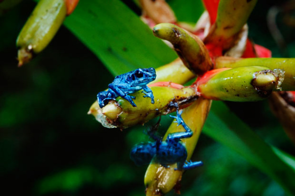 Blue arboreal poison dart frog [sina.com.cn]