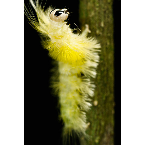 A yet unidentified species of caterpillar