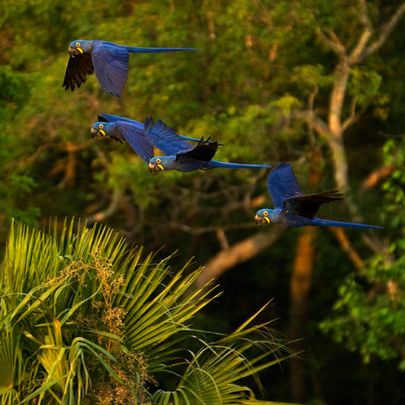 Hyacinth macaws 