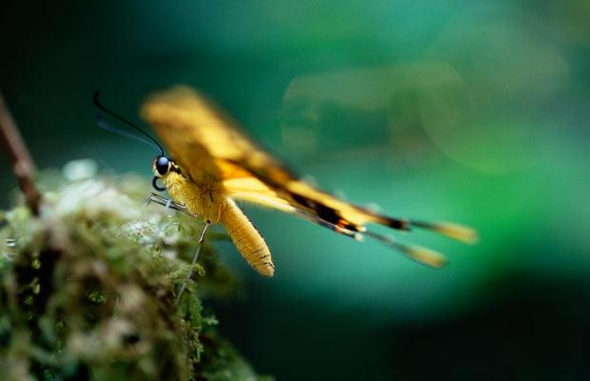 Papilio cresphontes 