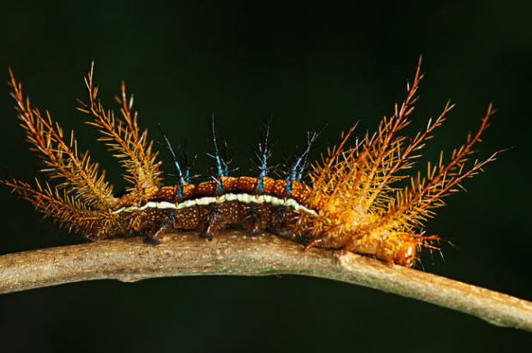 A yet unidentified species of caterpillar