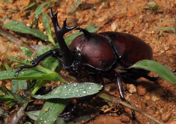 The photo taken on June 3, 2010 shows an allomyrina dichtoma in Wuzhishan Mountain, south China&apos;s Hainan Province. The Wuzhishan Mountain natural reserve is one of the rare virgin tropical rainforests in China. Its rainforest ecological system keeps abundant endangered species of plants and animals. [Xinhua] 