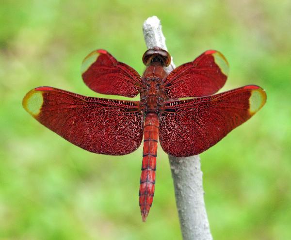 The photo taken on June 2, 2010 shows a neurothemis ramburii vers teminnata in Wuzhishan Mountain, south China&apos;s Hainan Province. The Wuzhishan Mountain natural reserve is one of the rare virgin tropical rainforests in China. Its rainforest ecological system keeps abundant endangered species of plants and animals. [Xinhua]