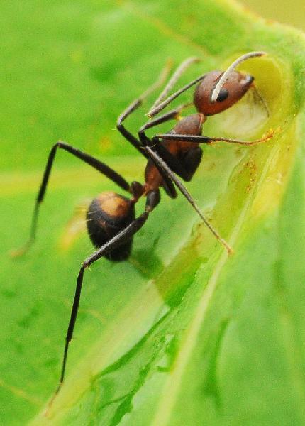 The photo taken on June 2, 2010 shows an ant in Wuzhishan Mountain, south China&apos;s Hainan Province. The Wuzhishan Mountain natural reserve is one of the rare virgin tropical rainforests in China. Its rainforest ecological system keeps abundant endangered species of plants and animals. [Xinhua] 