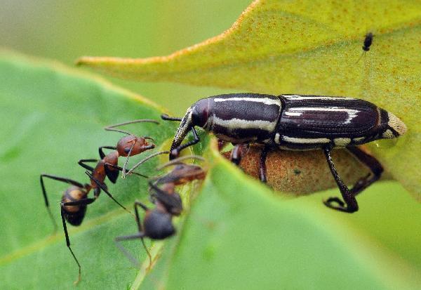 The photo taken on June 2, 2010 shows a snout beetle and ants in Wuzhishan Mountain, south China&apos;s Hainan Province. The Wuzhishan Mountain natural reserve is one of the rare virgin tropical rainforests in China. Its rainforest ecological system keeps abundant endangered species of plants and animals. [Xinhua] 