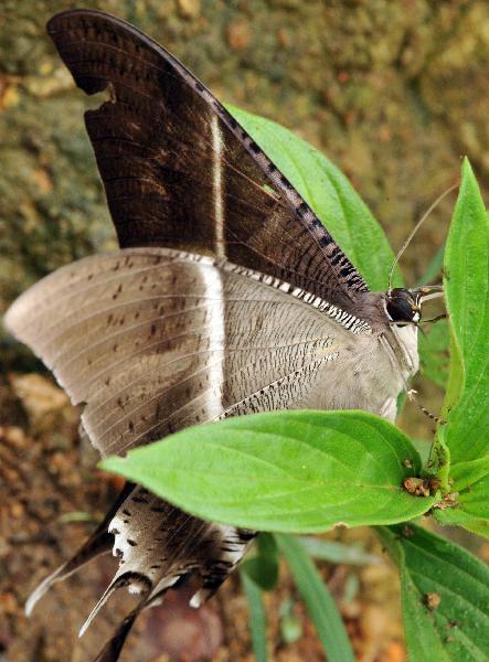 The photo taken on June 3, 2010 shows a lyssa zampa in Wuzhishan Mountain, south China&apos;s Hainan Province. The Wuzhishan Mountain natural reserve is one of the rare virgin tropical rainforests in China. Its rainforest ecological system keeps abundant endangered species of plants and animals. [Xinhua]