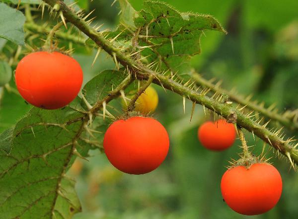 The photo taken on June 2, 2010 shows wild berries in Wuzhishan Mountain, south China&apos;s Hainan Province. The Wuzhishan Mountain natural reserve is one of the rare virgin tropical rainforests in China. Its rainforest ecological system keeps abundant endangered species of plants and animals. [Xinhua]