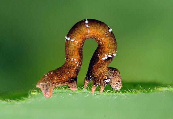  The photo taken on June 2, 2010 shows a moth larvae on a leaf in Wuzhishan Mountain, south China&apos;s Hainan Province. The Wuzhishan Mountain natural reserve is one of the rare virgin tropical rainforests in China. Its rainforest ecological system keeps abundant endangered species of plants and animals. [Xinhua]