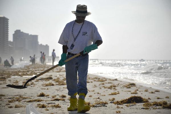 A worker cleans the oil washed ashore from the BP Deepwater Horizon spill at the beach of Gulf Shores, southern Alabama, the United States, June 6, 2010. More than half of the oil leaking each day in the Gulf of Mexico is now being captured and the British Petroleum (BP) will restore the gulf to its original state, BP&apos;s chief executive Tony Hayward said Sunday. [Xinhua] 