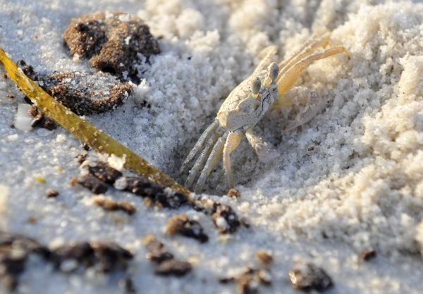 A sand crab climbs out of its hole surrounded by the oil washed ashore from the BP Deepwater Horizon spill at a beach outside the Bon Secour Natioal Wildlife Refuge near Gulf Shores, southern Alabama, the United States, June 6, 2010. [Xinhua]