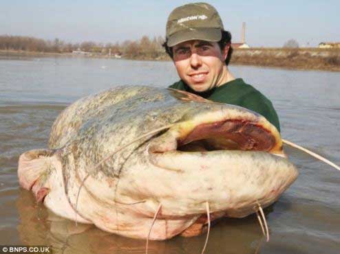 A gigantic catfish, measuring 2.46 m long and weighing more than 113 kg, was caught in River Po at Mantova, northern Italy. It is not only the biggest of its kind in Europe, but also the biggest species of wels catfish ever caught in the world. The fish has been released back into the water safe and well. [chinanews.com.cn]