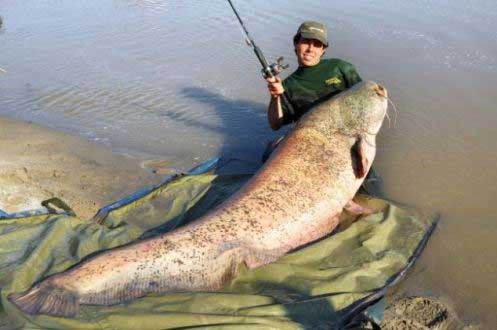 A gigantic catfish, measuring 2.46 m long and weighing more than 113 kg, was caught in River Po at Mantova, northern Italy. [chinanews.com.cn]