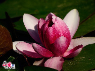 Lotuses are in full bloom in Beijing Botanical Garden. The lotus is a showy plant that had been widely used in Chinese private gardens 3000 years ago. [Jia Yunlong/China.org.cn]
