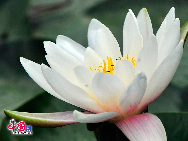 Lotuses are in full bloom in Beijing Botanical Garden. The lotus is a showy plant that had been widely used in Chinese private gardens 3000 years ago. [Jia Yunlong/China.org.cn]