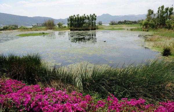 Photo taken on April 30, 2010 shows the Yongchang everglade park at the Dianchi Lake in Kunming, capital of southwest China&apos;s Yunnan Province. June 5 is the World Environment Day. [Xinhua]
