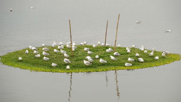 Photo taken on Jan. 12, 2010 shows the Yongchang everglade park at the Dianchi Lake in Kunming, capital of southwest China&apos;s Yunnan Province. June 5 is the World Environment Day. [Xinhua]