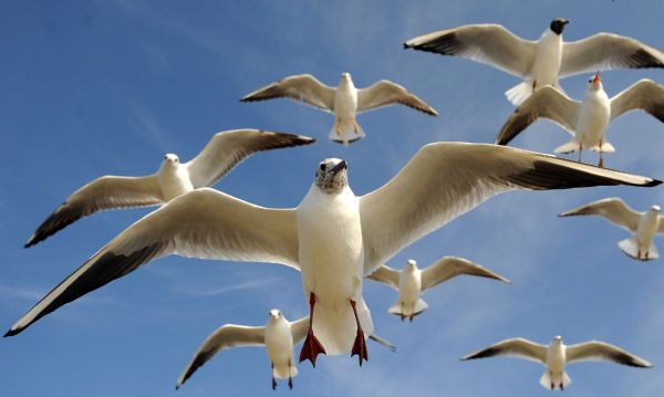 Gulls fly at the Dianchi Lake in Kunming, capital of southwest China&apos;s Yunnan Province, Feb, 16, 2010. June 5 is the World Environment Day. [Xinhua]