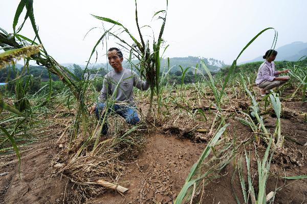 Local villagers work at sugarcane field damaged by rainstorms in Shang&apos;e Village of Huangmao Township in Wuxuan Countyship of Laibin City, southwest China&apos;s Guangxi Zhuang Autonomous Region, June 6, 2010. [Xinhua]