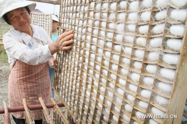 A silkworm breeder picks cocoons in Xinfeng Village of Hai'an County, east China's Jiangsu Province, June 8, 2010. With the rise of cocoon price, local farmers of Hai'an were more enthusiastic about silkworm breeding this spring. A cocoon harvest is likely to come soon. (Xinhua