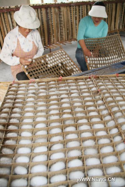 Silkworm breeders pick cocoons in Xinfeng Village of Hai'an County, east China's Jiangsu Province, June 8, 2010. With the rise of cocoon price, local farmers of Hai'an were more enthusiastic about silkworm breeding this spring. A cocoon harvest is likely to come soon. (Xinhua