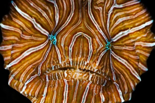 Psychedelic frogfish (Scientific name: Histiophyrne psychedelica) [sina.com.cn] 