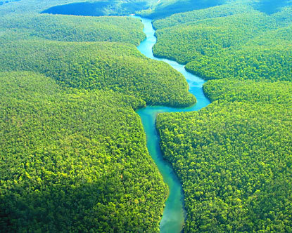 The Amazon Rain Forest [File photo]