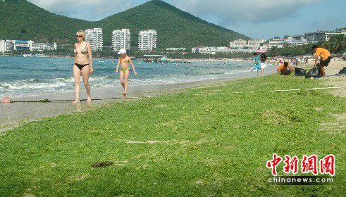 Layers of green algae appeared along scenic Dadonghai beach, Sanya, Hainan Province, June 8, 2010. [Yin Haiming/Chinanews.com] 