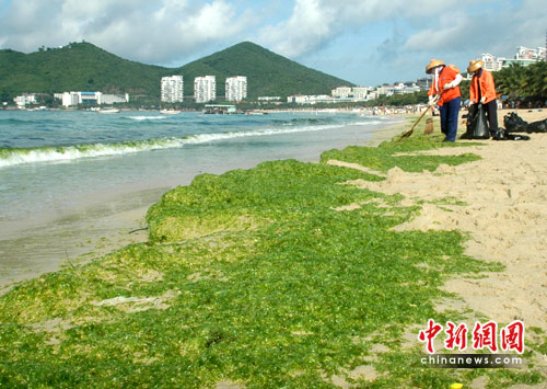 Sanitation workers are clearing the algae on a Sanya beach on June 8, 2010. Layers of green algae recently appeared along scenic Dadonghai beach. [Yin Haiming/Chinanews.com.cn]