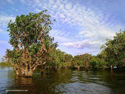 Indonesia mangrove forests damaged - China.org.cn