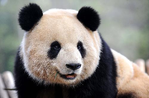 A giant panda plays at the Yunnan Wildlife Park in Kunming, capital of southwest China's Yunnan Province, March 6, 2010. Giant pandas in the zoo started to enjoy their time outdoor as the temperature in Kunming had reached up to 25 degrees. [Xinhua] 