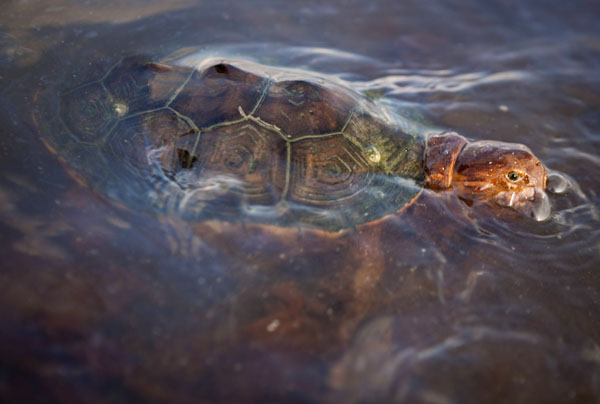 A sea turtle covered in oil from the Deepwater Horizon oil spill swims off Grand Terre Island, Louisiana June 8, 2010. Energy giant BP Plc said on Tuesday it had sharply increased the amount of oil it was capturing from its blown-out Gulf of Mexico well, but U.S. officials want to know exactly how much oil is still gushing out. [Xinhua/Reuters]