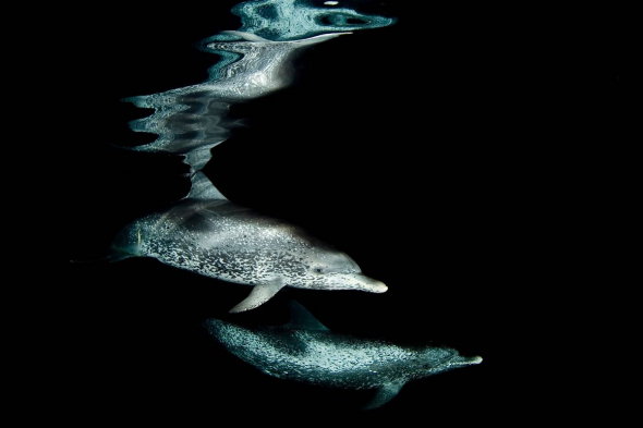 Atlantic Spotted Dolphins. [sina.com.cn]